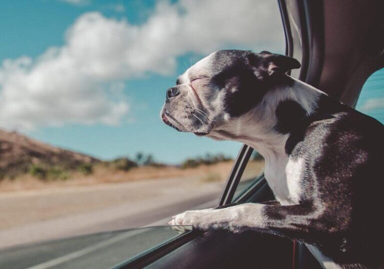 Przewożenie psa w samochodzie – jak robić to bezpiecznie?