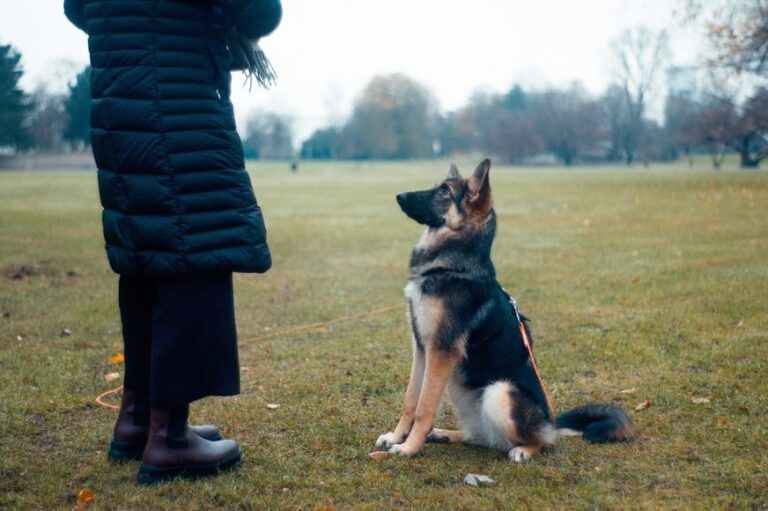 Szkolenie psa – dlaczego warto?