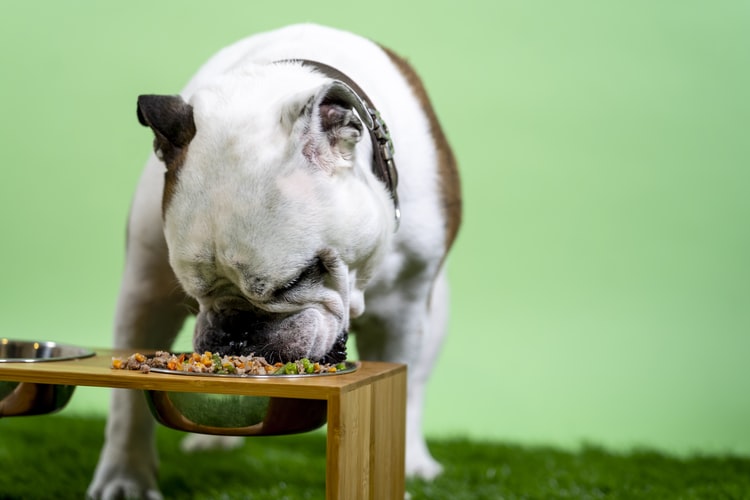 Pies alergik, czyli żywienie psa z alergią pokarmową